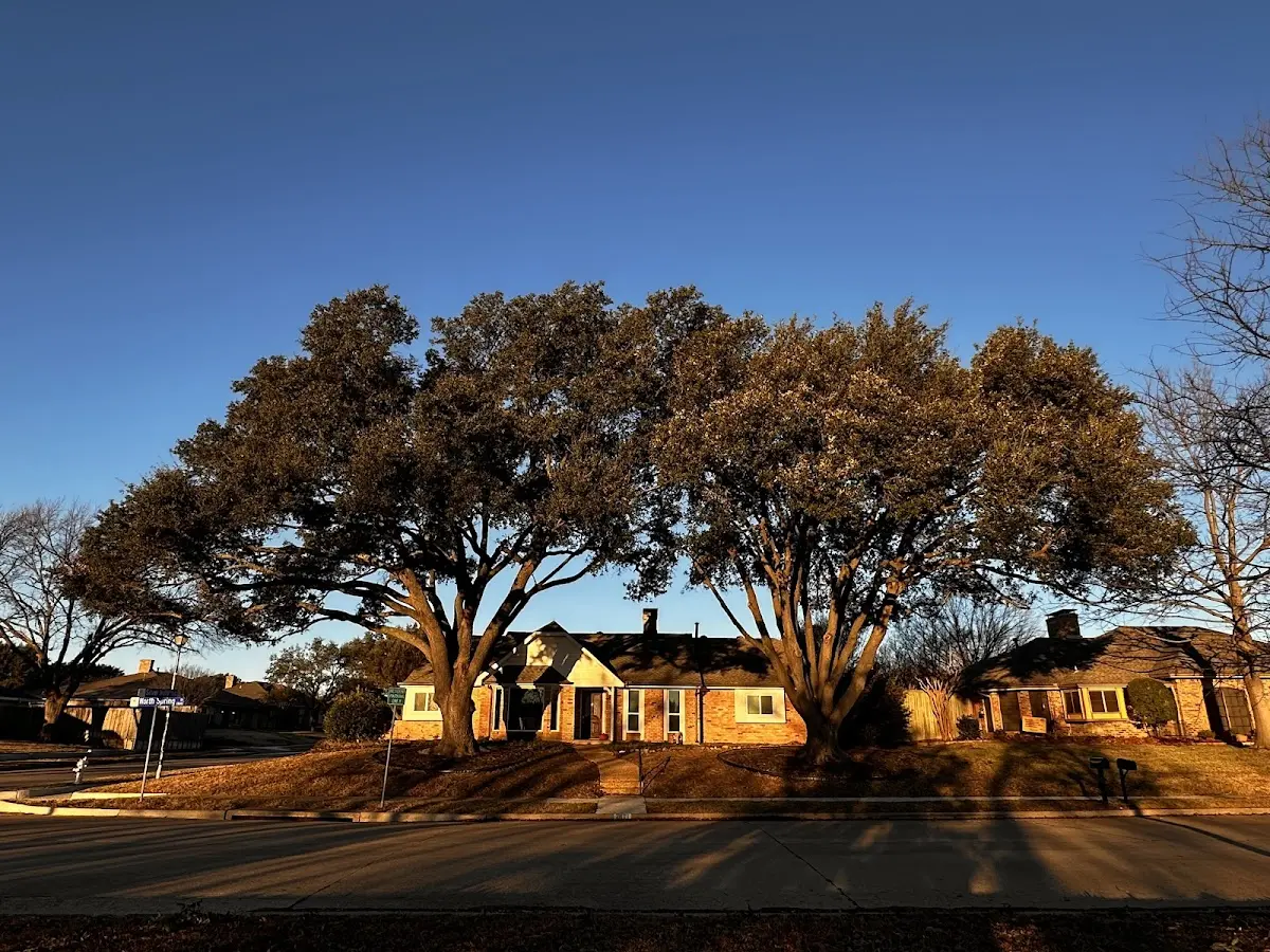 Established residential canopy tree shading a home in Silver Creek